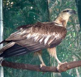 Rescued eagle after wing surgery