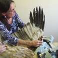 Woman Builds Eagle A New Wing So She Can Fly Again