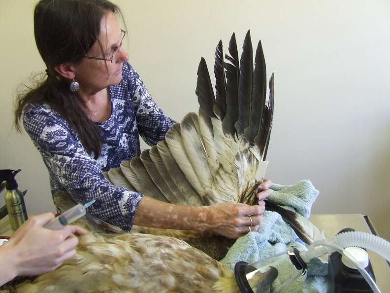 Eagle getting wing repaired