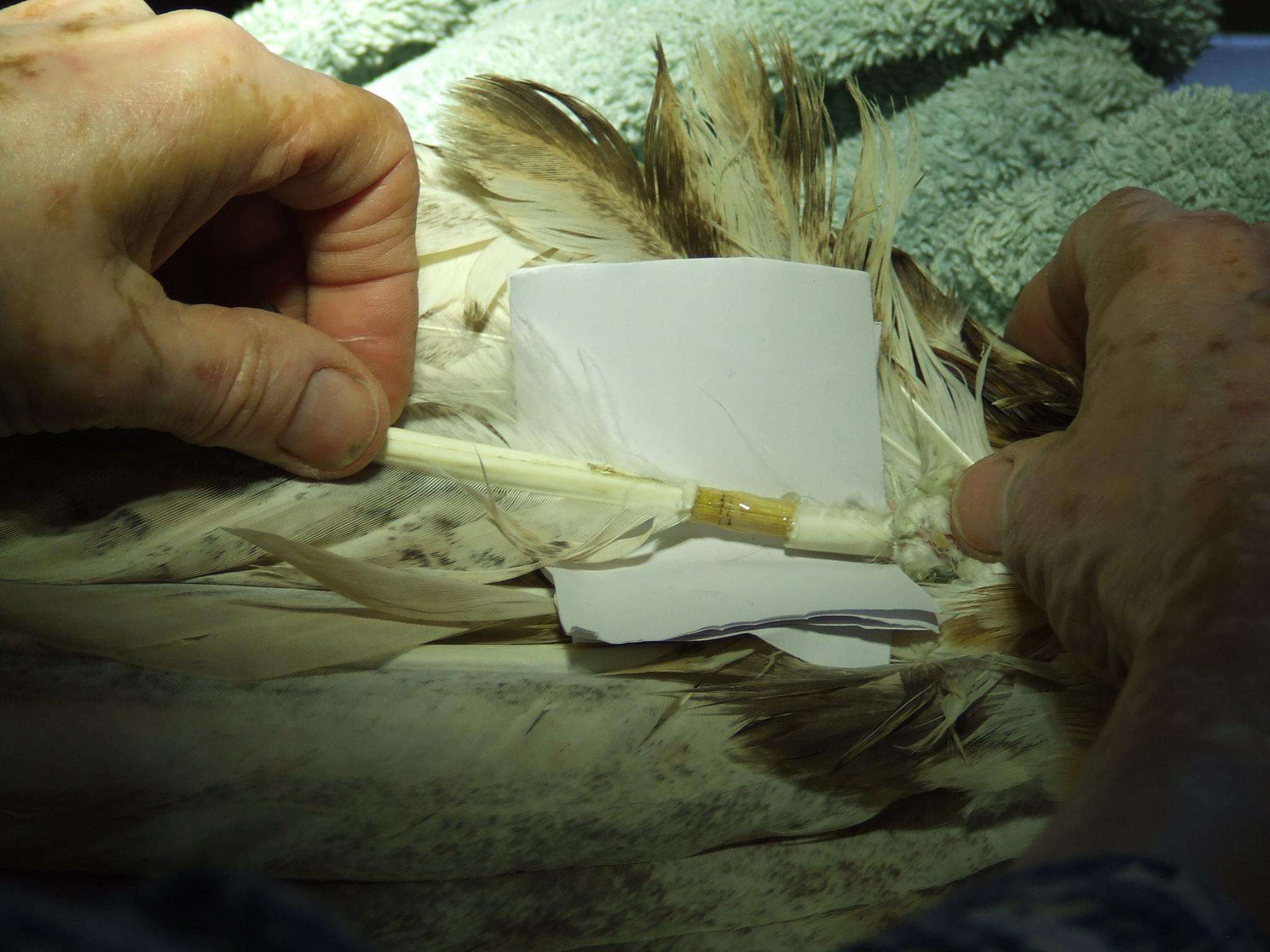 Feather being glued into place in eagle's wing
