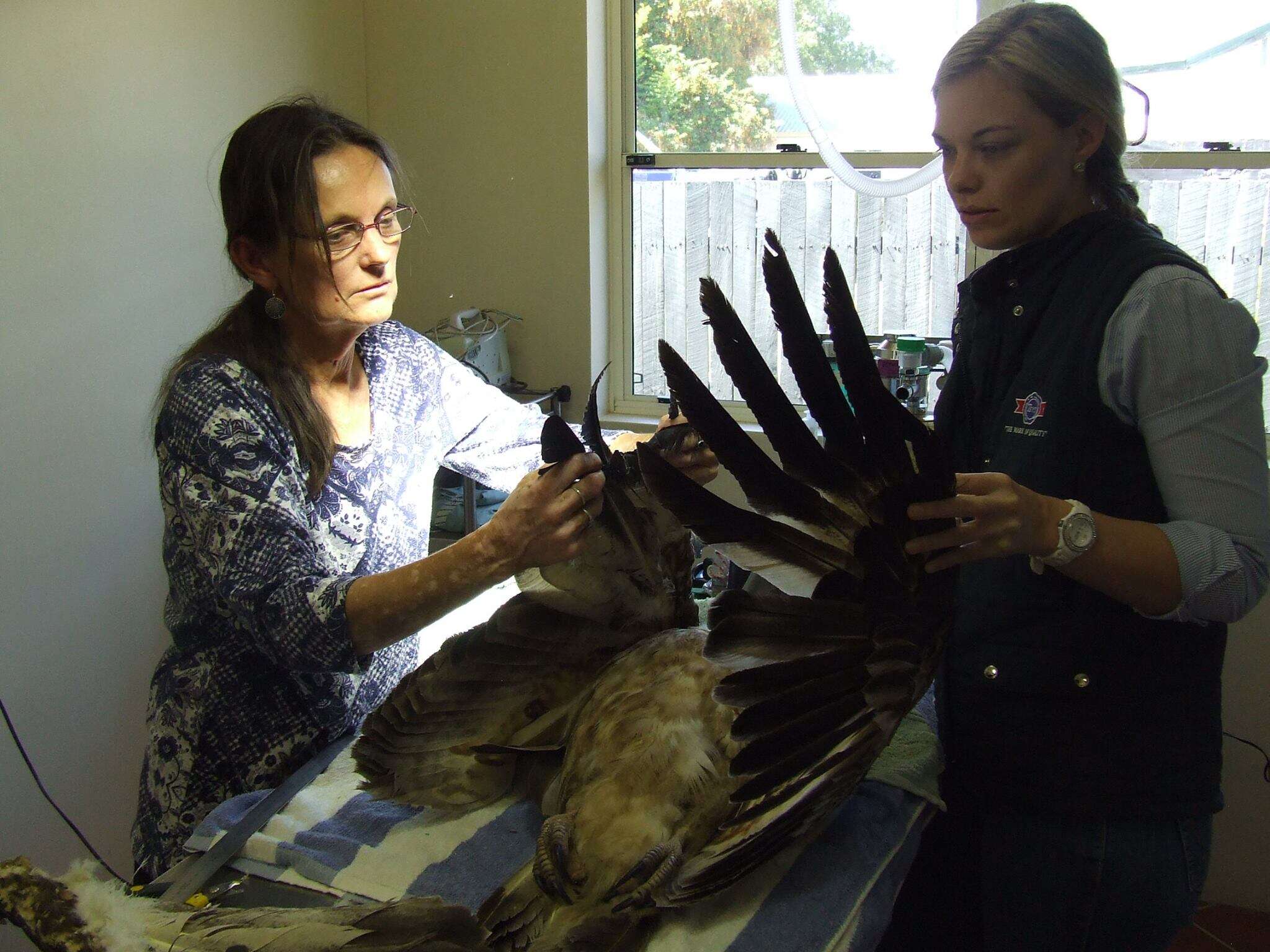 People helping eagle with mangled wing