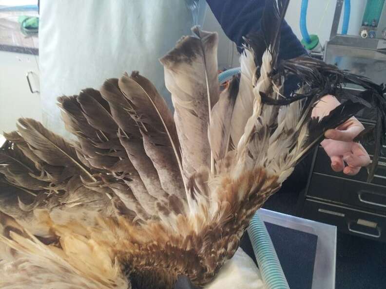 Eagles injured feathers