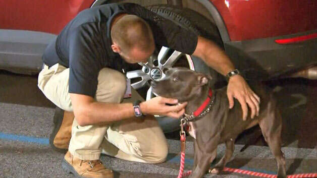 pilot adopts pit bull