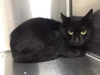 Cat up for adoption in Baltimore, Maryland, shelter