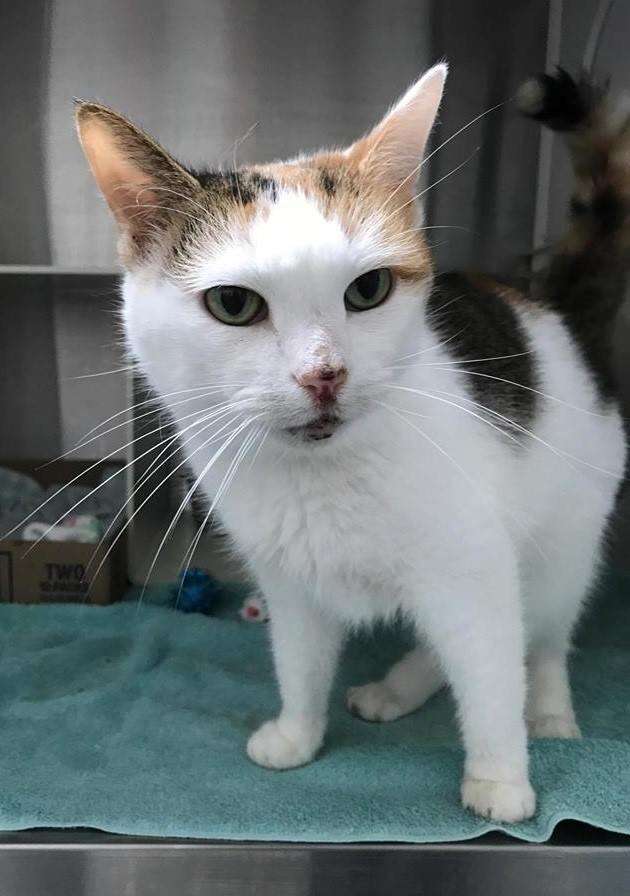 Cat up for adoption in Baltimore, Maryland, shelter