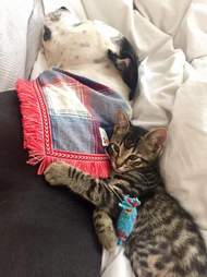pit bull and kitten