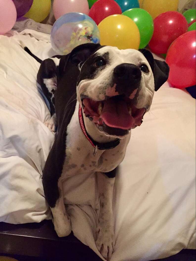 pit bull loves balloons