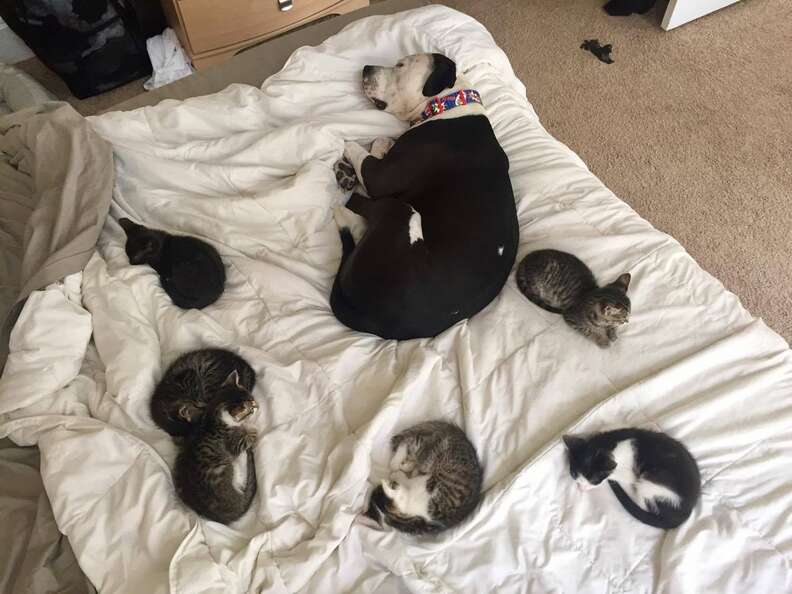 pit bull and kittens