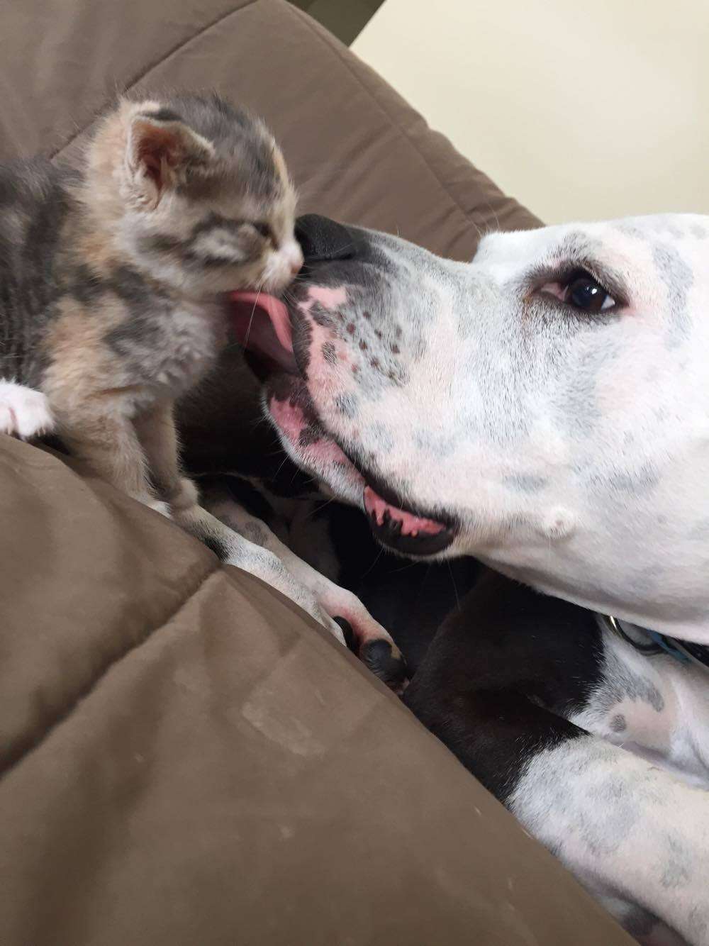 pit bull and kitty