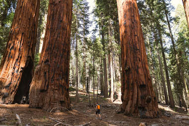 Redwood National and State Parks, California