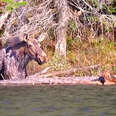 Moose Rescues Her Baby From Drowning