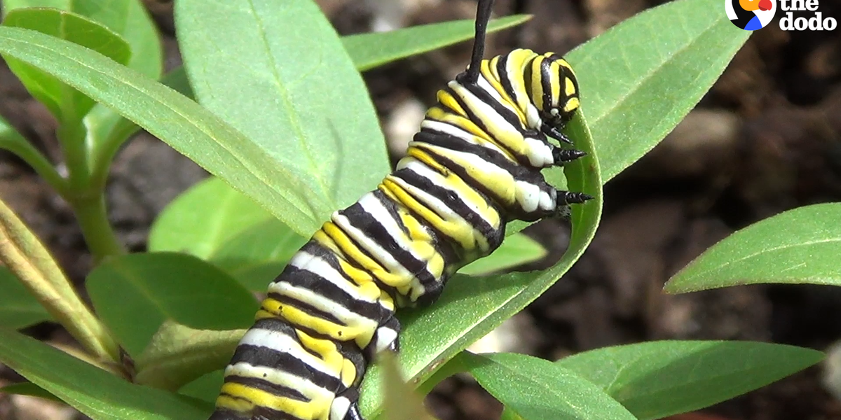 Where Do Caterpillars Come From