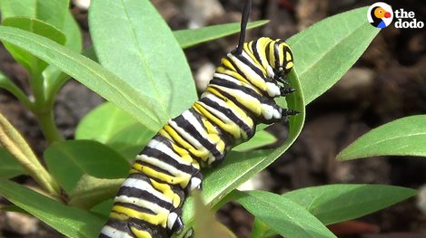 Woman Saves Butterfly With Broken Wing - Videos - The Dodo