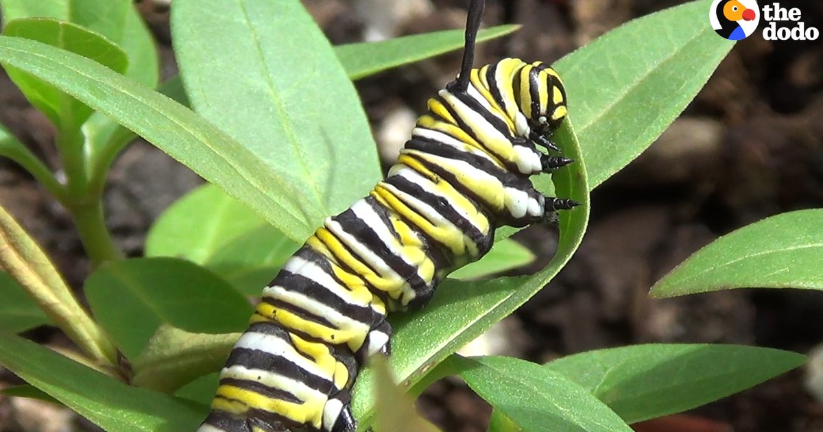 This Is How A Caterpillar A Butterfly Videos The Dodo