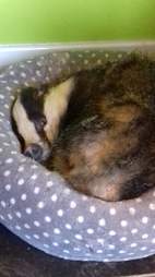 badger takes a nap in cat bed