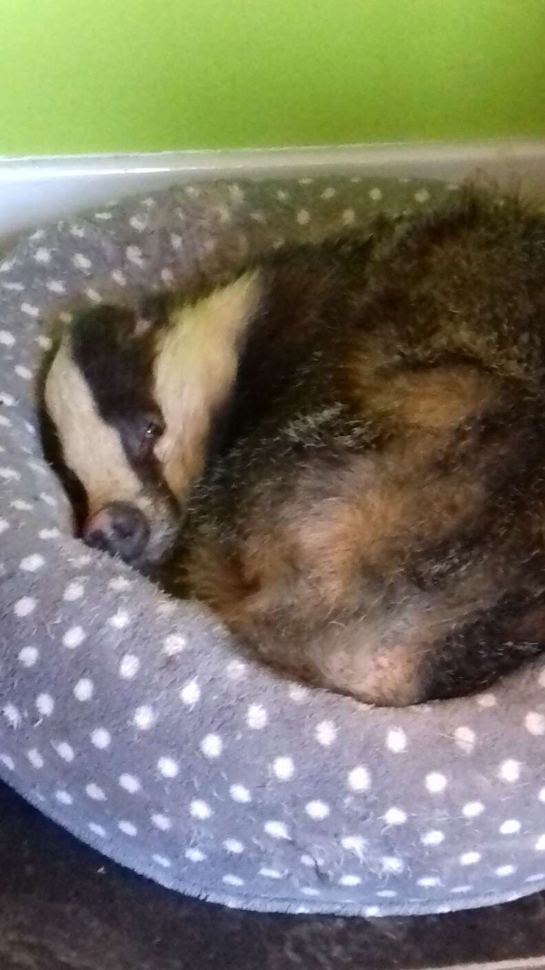 badger takes a nap in cat bed