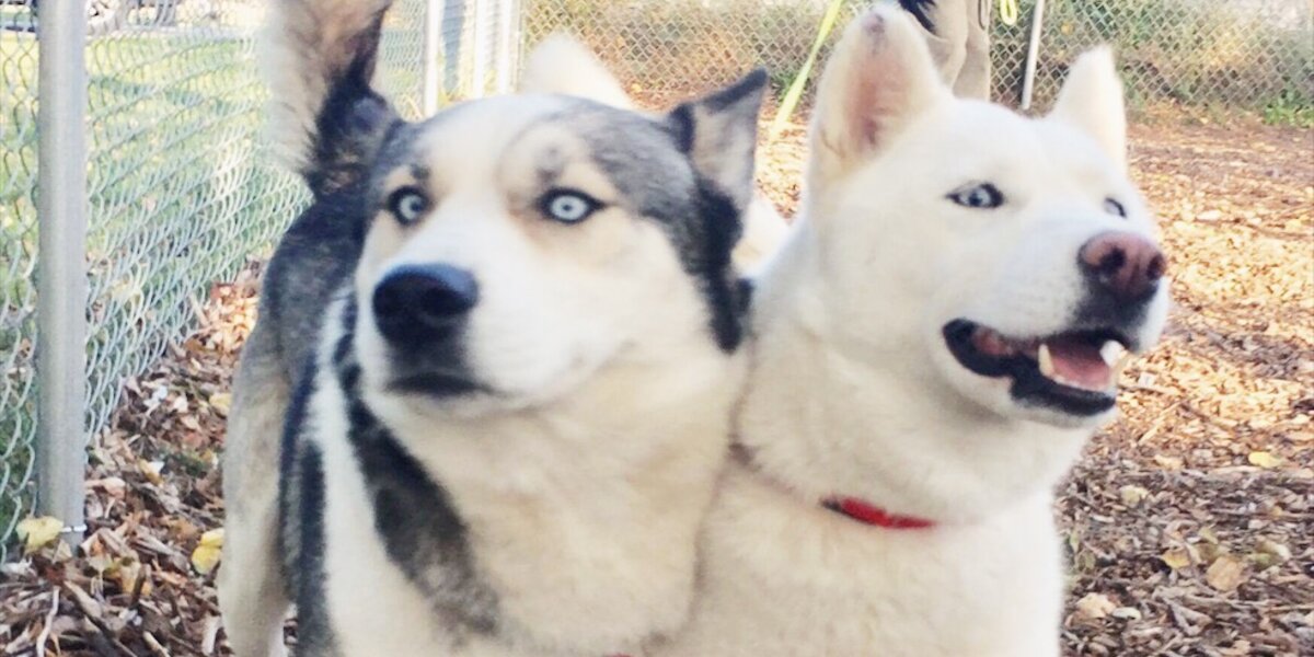 Huskies Rescued From Aleppo Zoo Get First Dog Bed In Canada - The Dodo