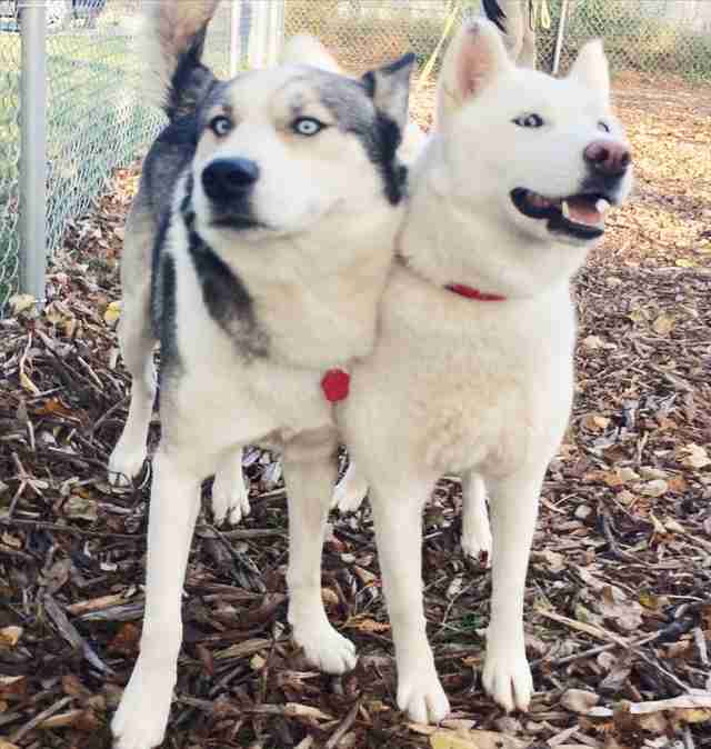 Huskies Rescued From Aleppo Zoo Get First Dog Bed In Canada - The Dodo