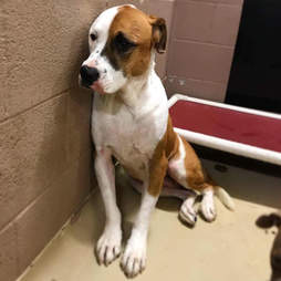 Sad dog in kennel at shelter