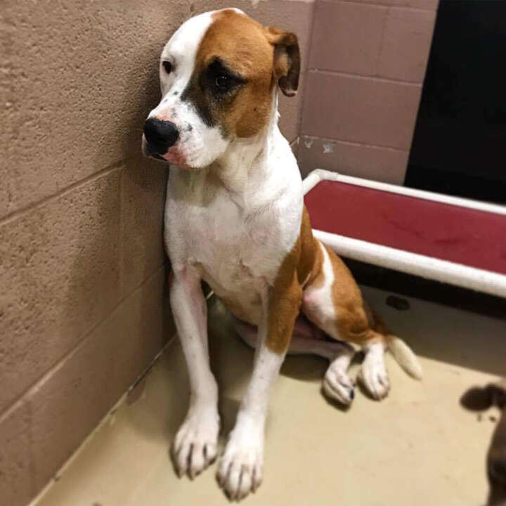 Sad dog in kennel at shelter