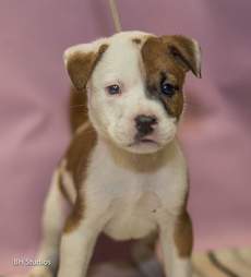 Photo of puppy at shelter