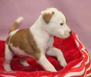 Photo of puppy at shelter