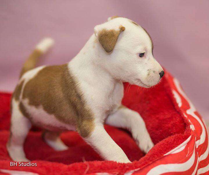 Photo of puppy at shelter