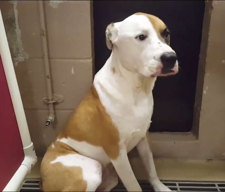 Shelter dog in kennel