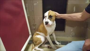 Dog in kennel at shelter