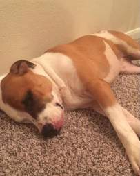 Rescue dog lying on carpet