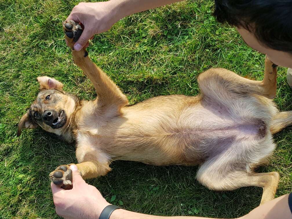 Rescue dog rolling in grass