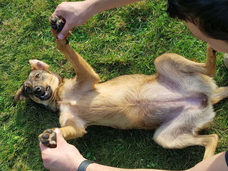 Sick Puppy Travels From Tanzania To Germany To Find Her Forever Home ...