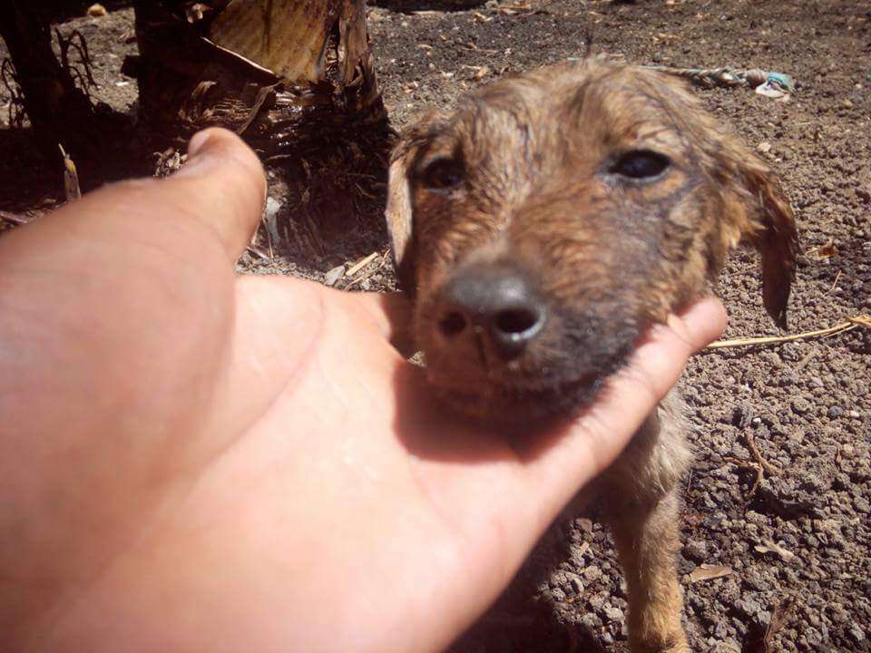 Rescued puppy on street