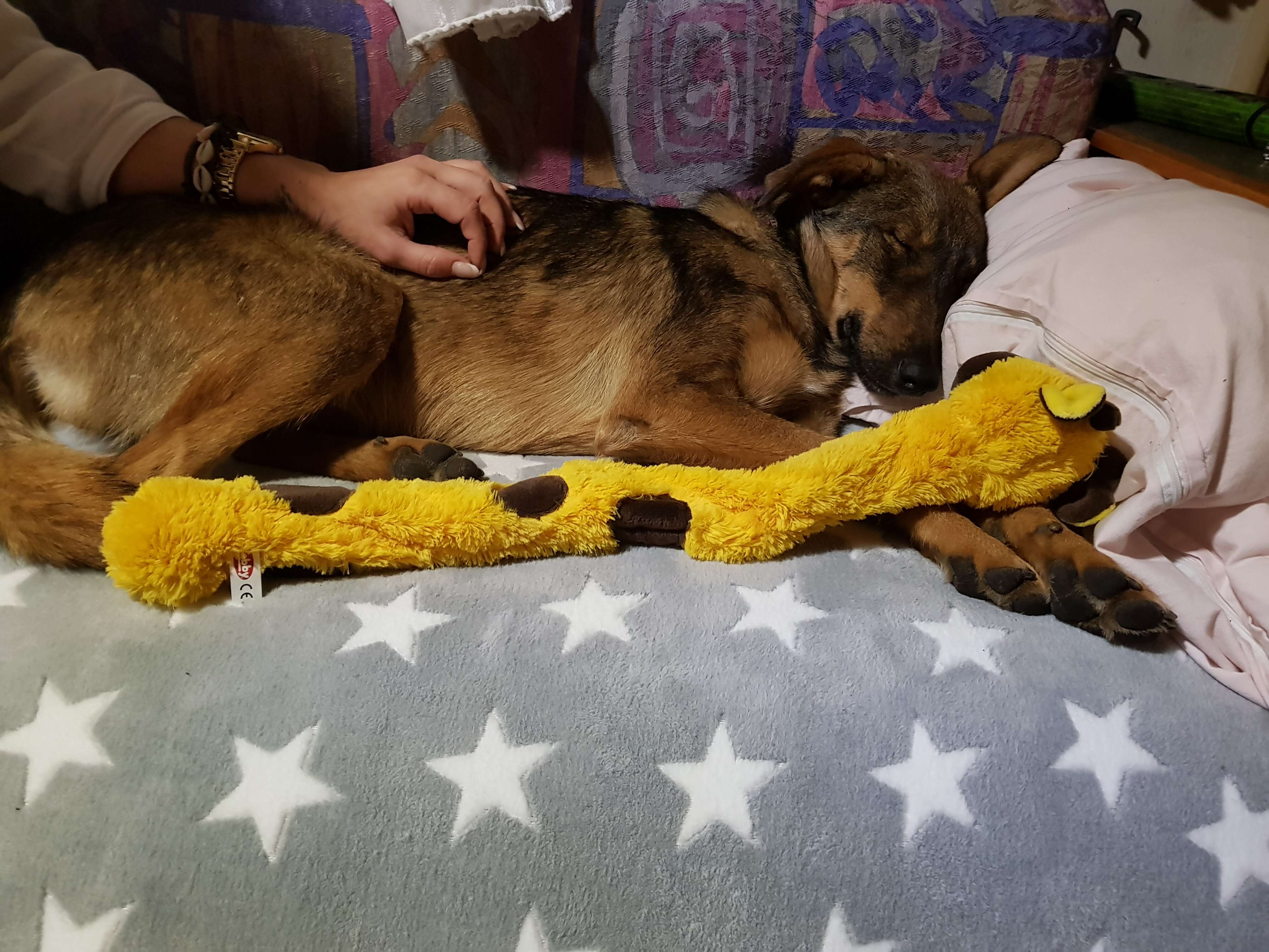 Rescue dog sleeping on bed