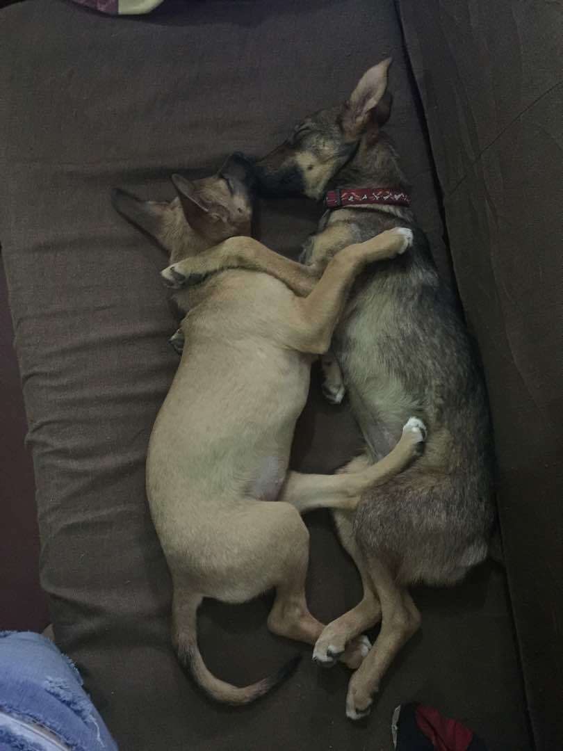 Two dogs cuddling together on couch