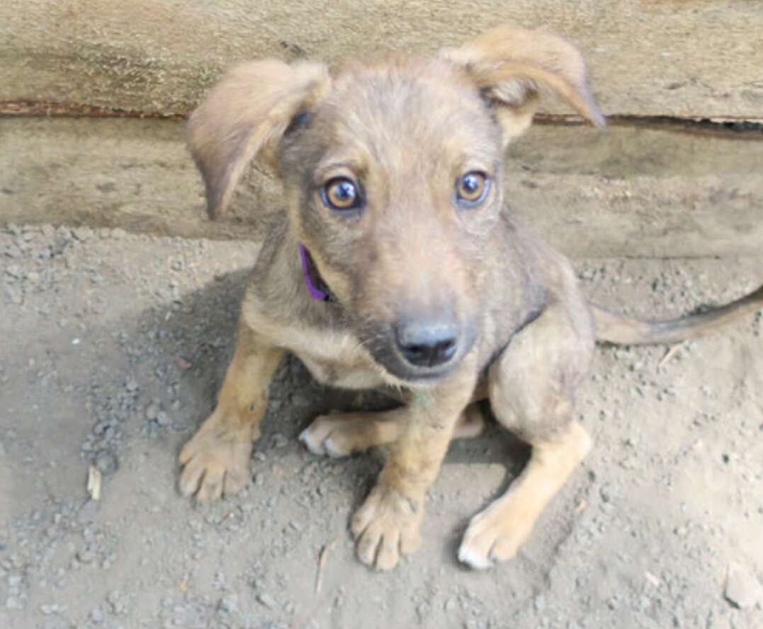 Closeup of rescued puppy