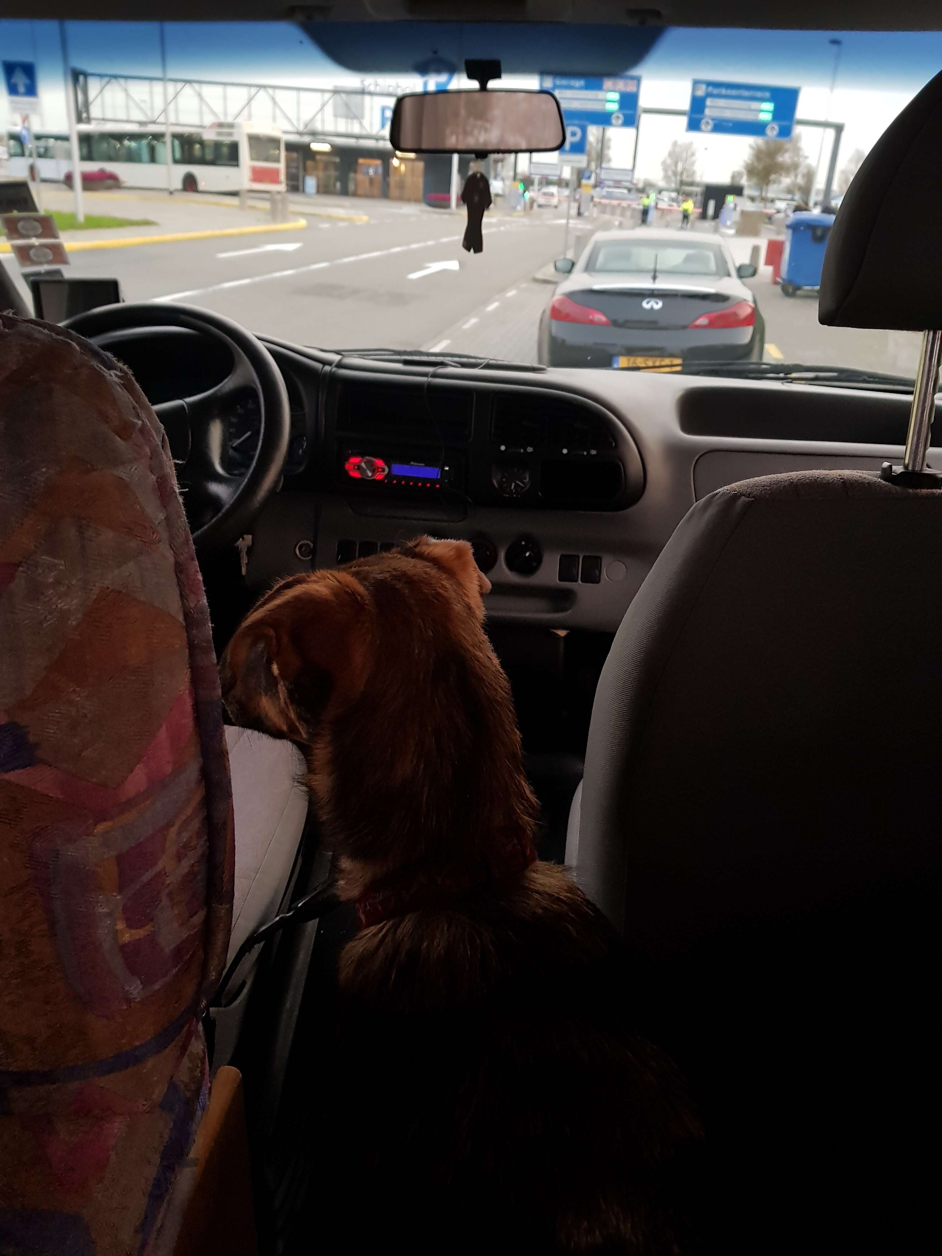 Rescue dog inside car