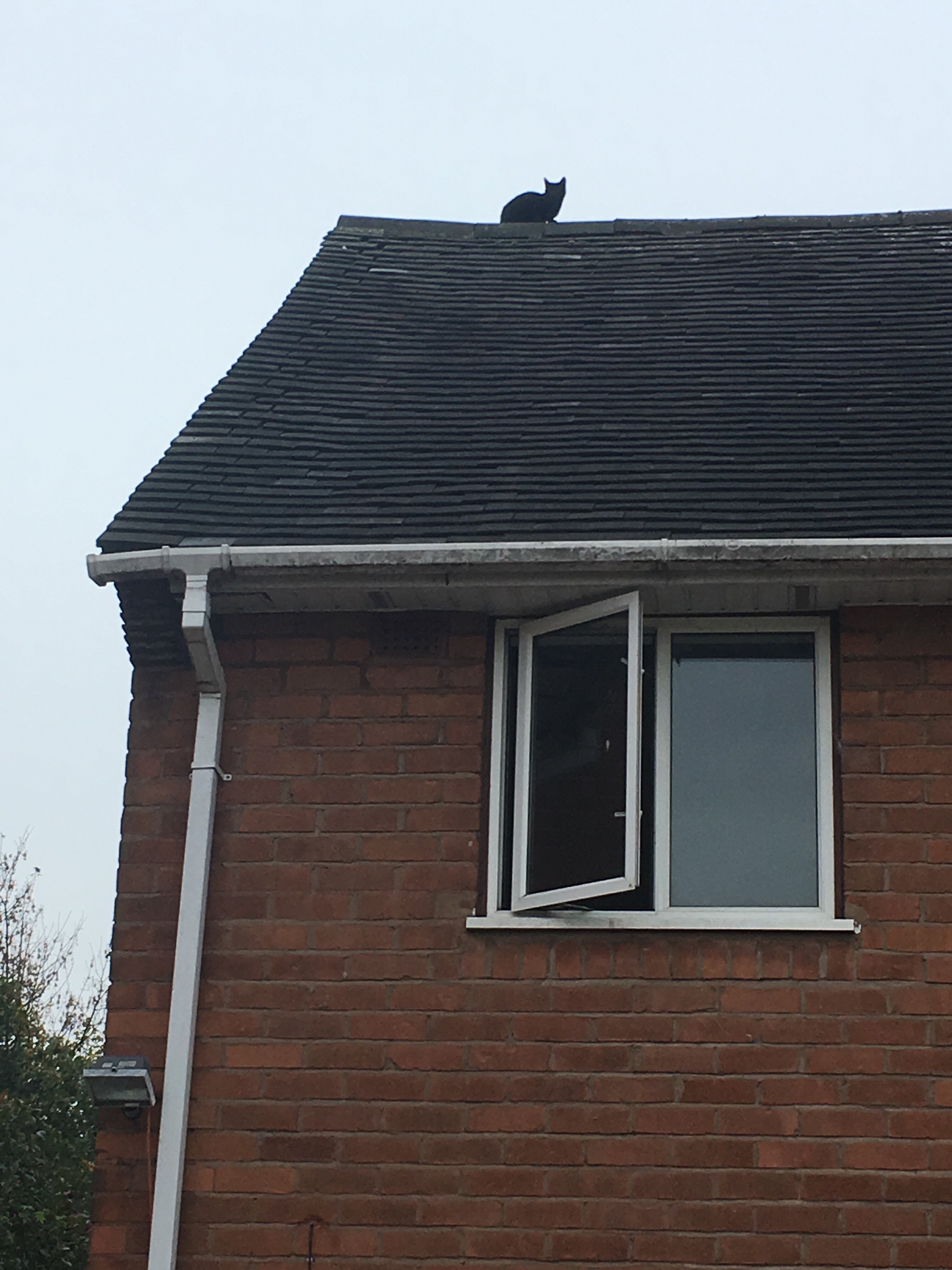 Cat Climbs On Roof, Gets Stuck The Dodo