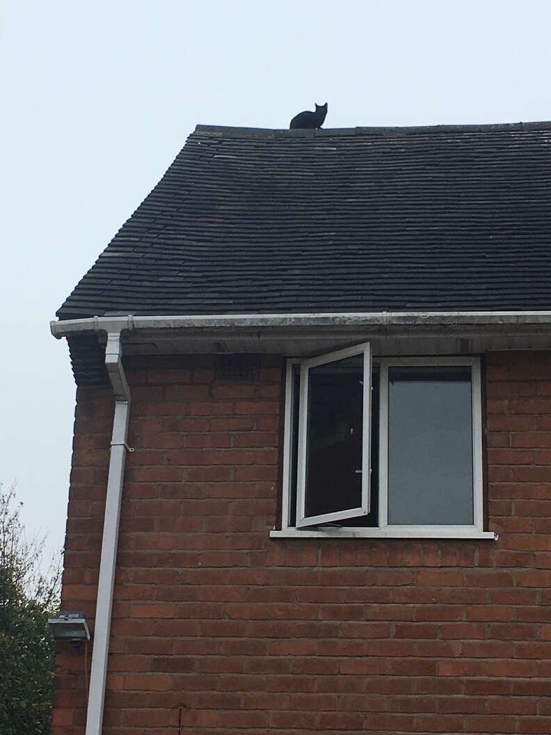 cat stuck on roof