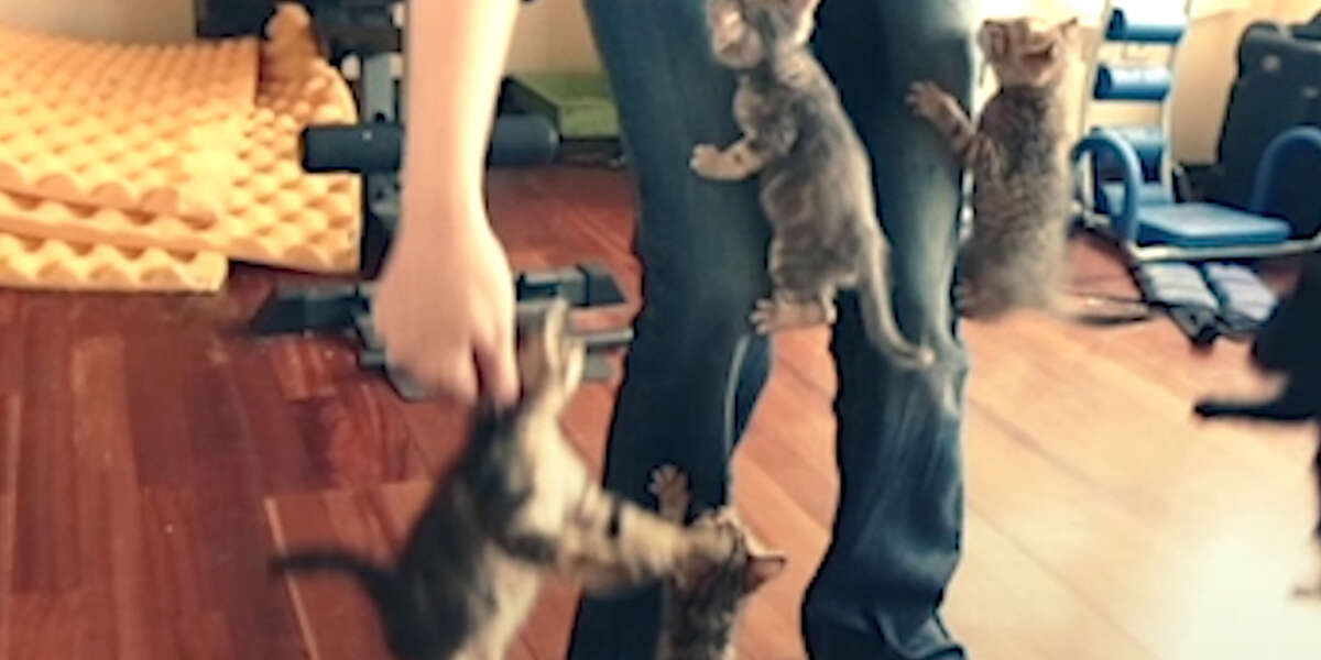 Kittens Climb Up Woman's Legs Videos The Dodo