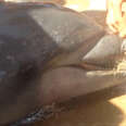 People Rescue Dolphin Wrapped In Fishing Line