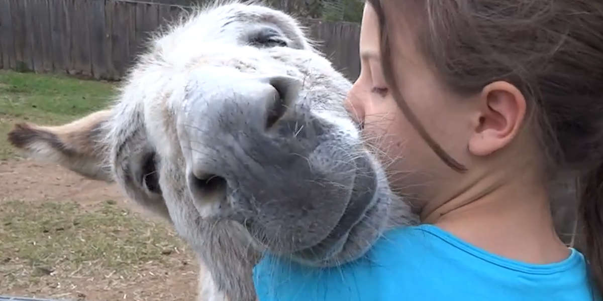 Animals Who Love Hugs - Videos - The Dodo