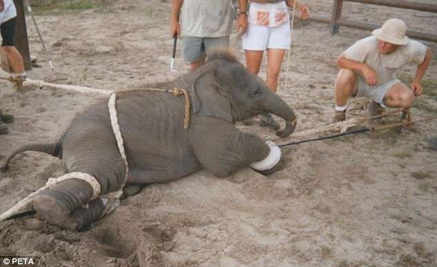 baby elephant trained for the circus