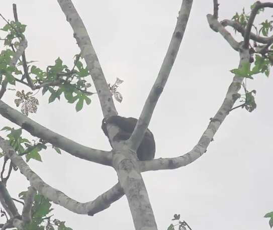 Sloth clinging to tree in Peru