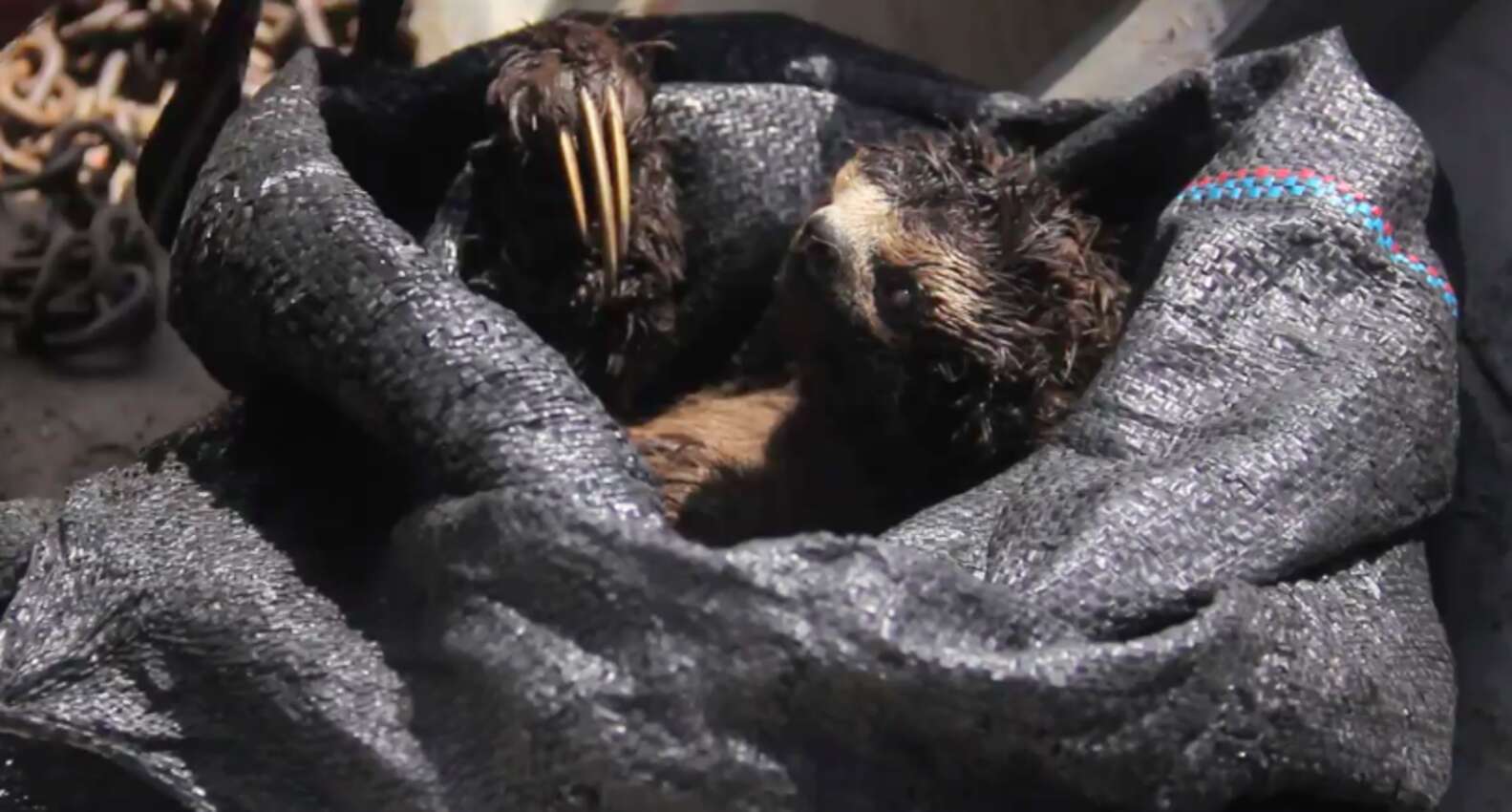 Video Shows Sloth Clinging To Tree As Loggers Illegally Chop It Down ...