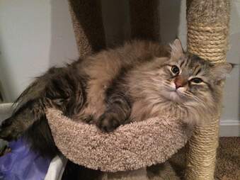 Cat Knows Owner Is Pregnant Before She Does The Dodo