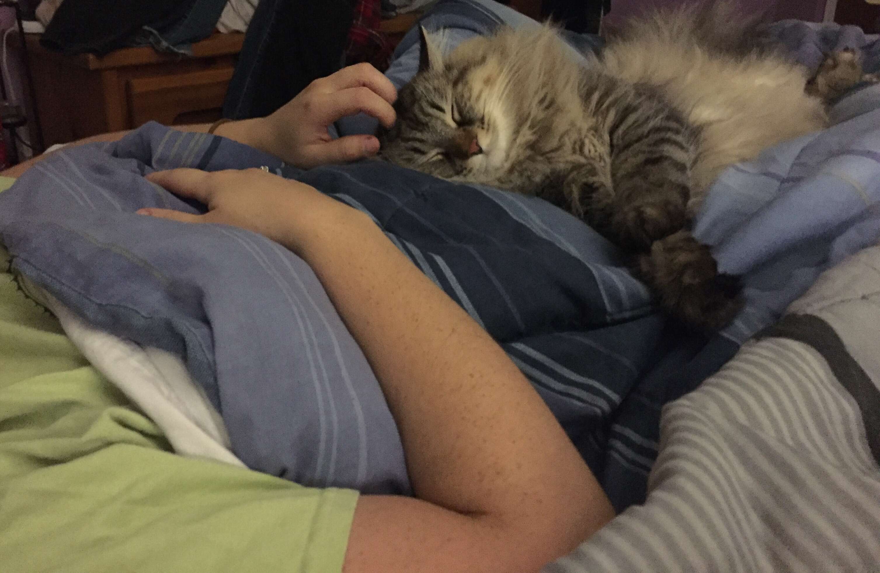 cat can tell mom is pregnant