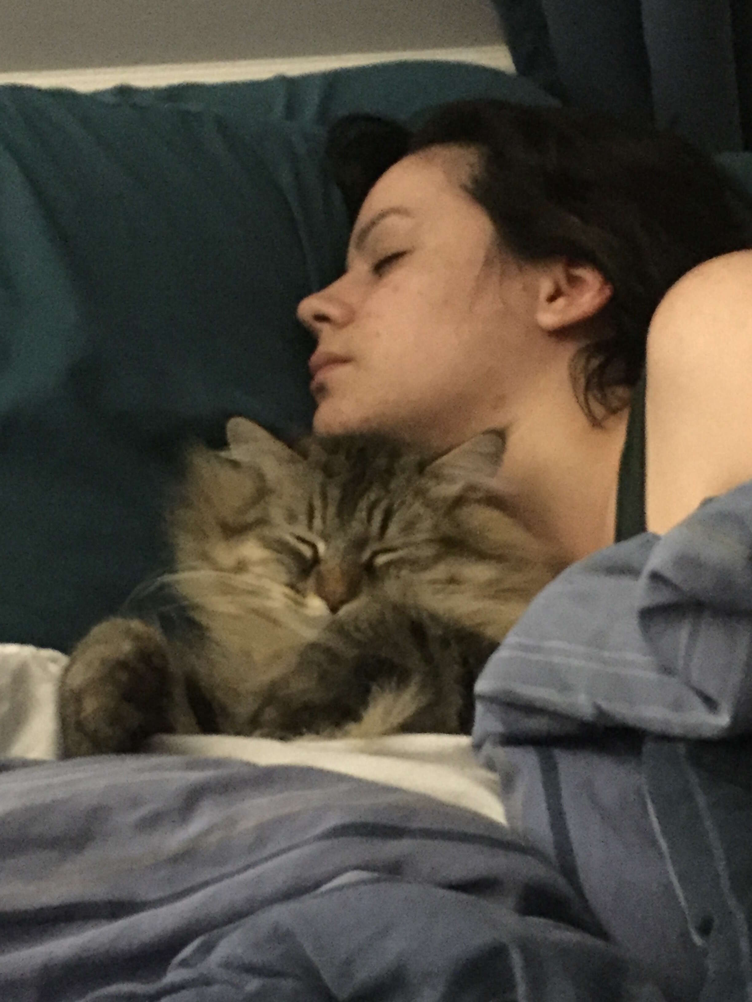 cat can tell mom is pregnant