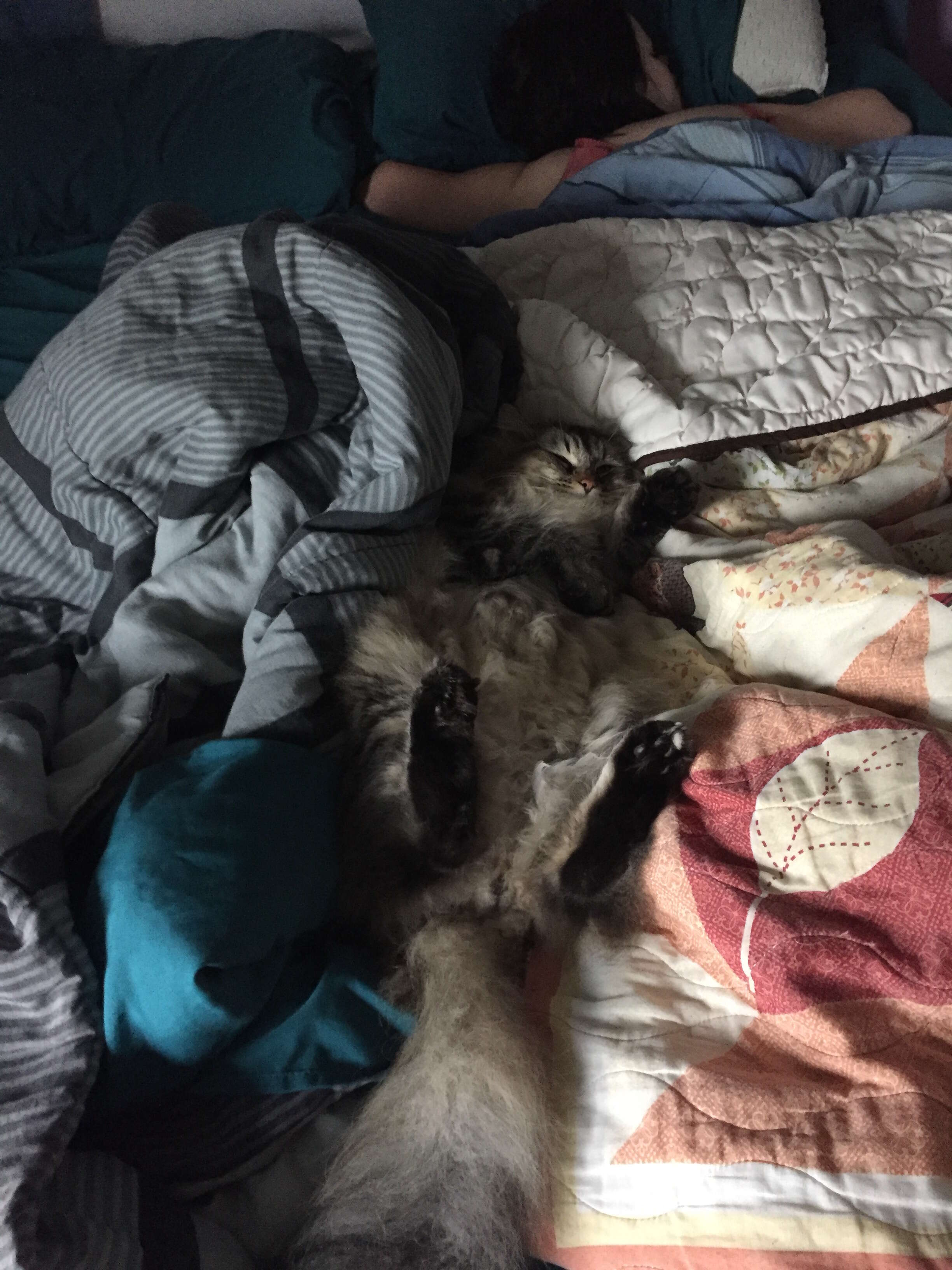 cat can tell mom is pregnant