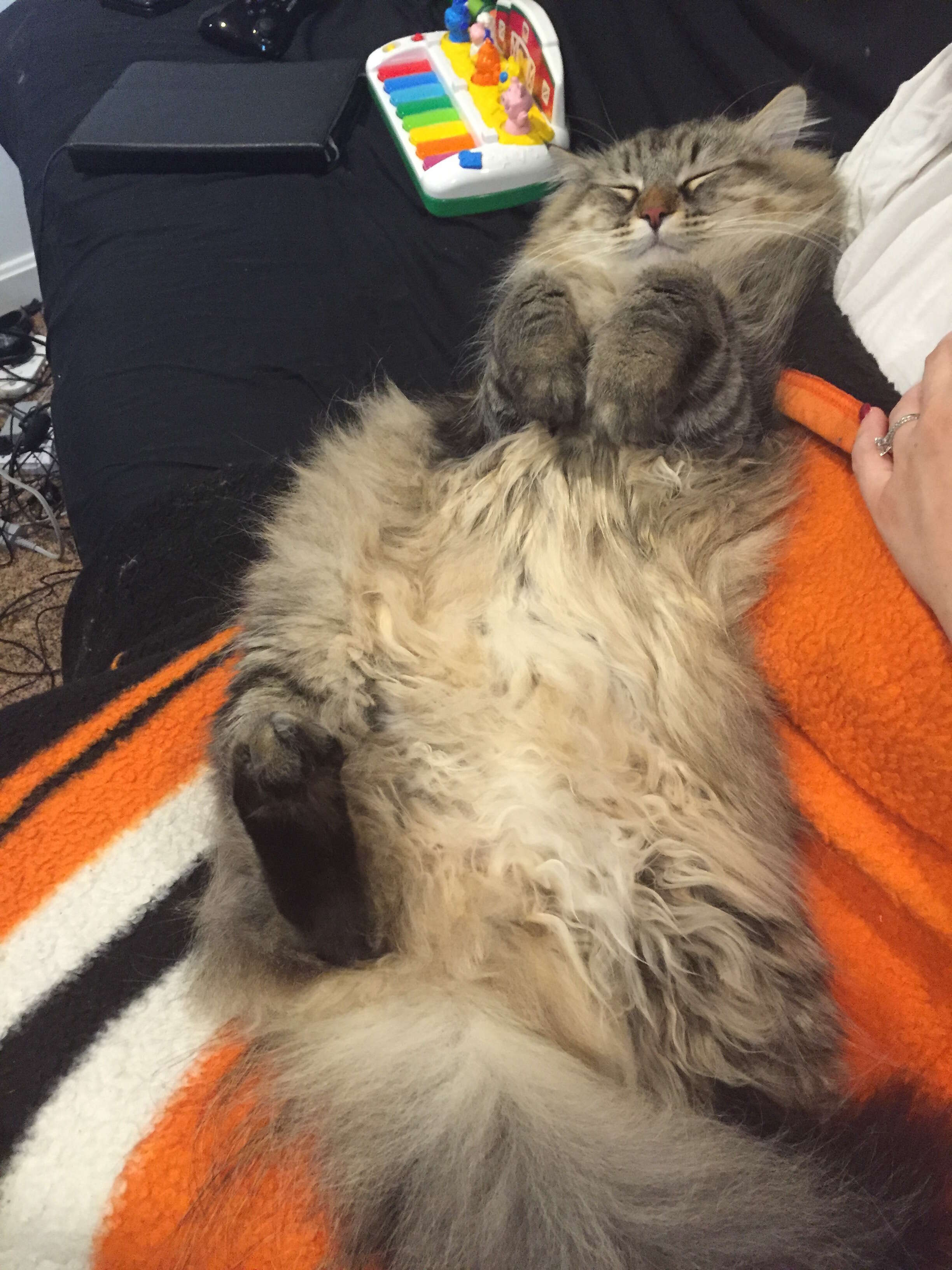 cat can tell mom is pregnant
